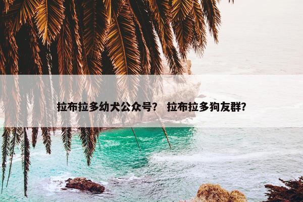 拉布拉多幼犬公众号? 拉布拉多狗友群?