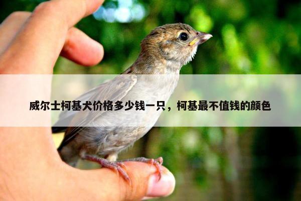 威尔士柯基犬价格多少钱一只，柯基最不值钱的颜色