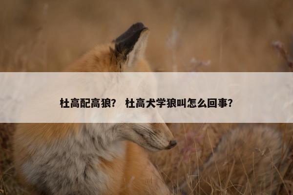 杜高配高狼? 杜高犬学狼叫怎么回事?
