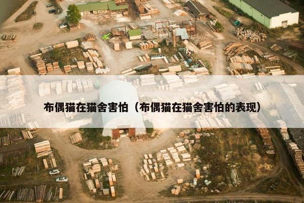 布偶猫在猫舍害怕（布偶猫在猫舍害怕的表现）