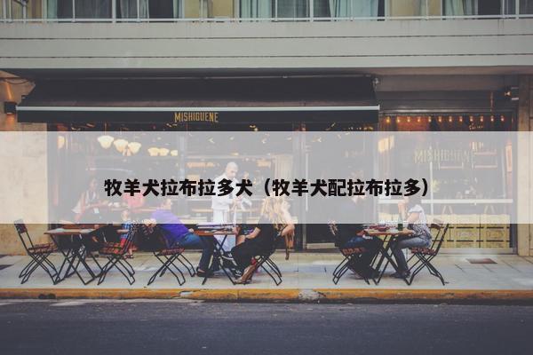 牧羊犬拉布拉多犬（牧羊犬配拉布拉多）