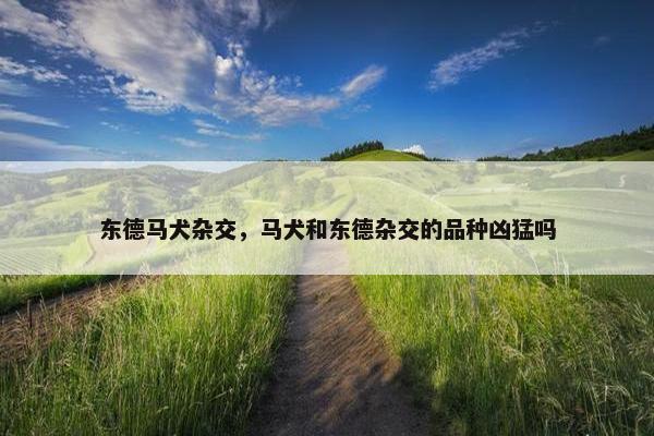 东德马犬杂交，马犬和东德杂交的品种凶猛吗