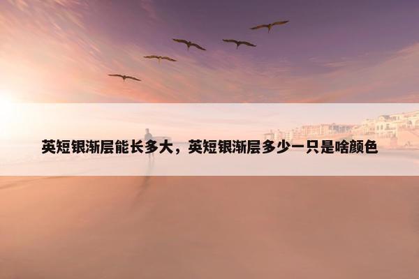 英短银渐层能长多大,英短银渐层多少一只是啥颜色 英短银渐层能长多大,英短银渐层多少一只是啥颜色