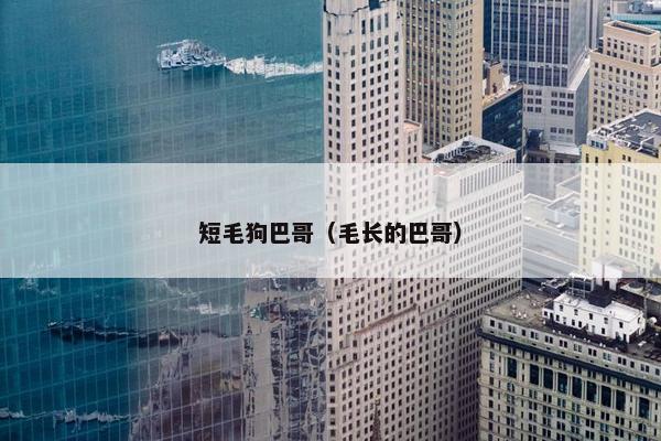 短毛狗巴哥(毛长的巴哥)