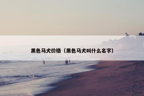 黑色马犬价格（黑色马犬叫什么名字）