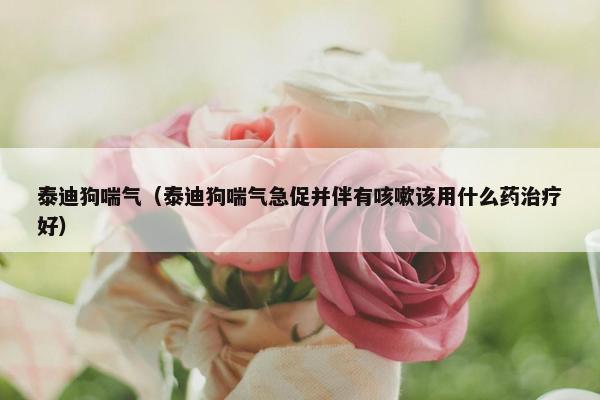 泰迪狗喘气(泰迪狗喘气急促并伴有咳嗽该用什么药治疗好) 泰迪狗喘气(泰迪狗喘气急促并伴有咳嗽该用什么药治疗好)