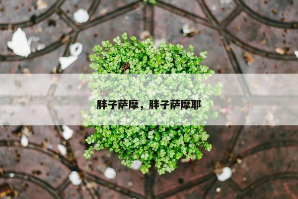 胖子萨摩,胖子萨摩耶