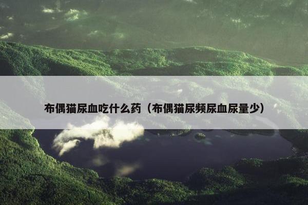 布偶猫尿血吃什么药(布偶猫尿频尿血尿量少)