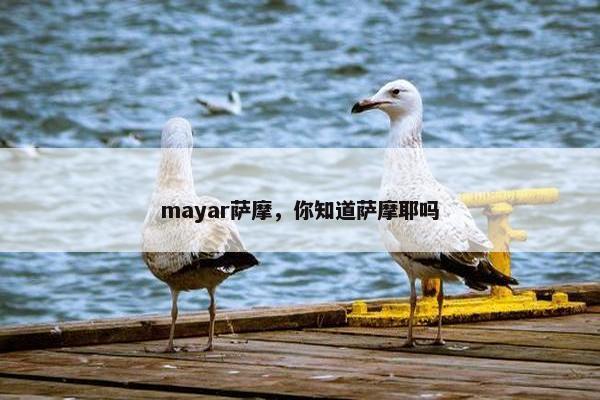 mayar萨摩，你知道萨摩耶吗