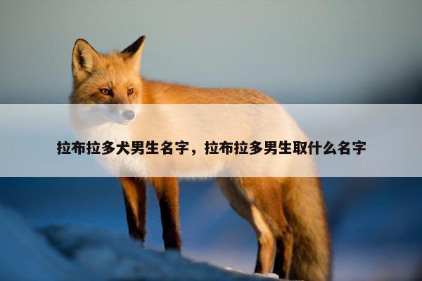 拉布拉多犬男生名字，拉布拉多男生取什么名字