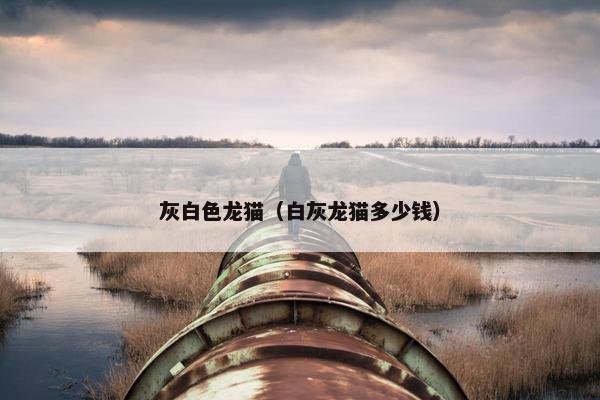 灰白色龙猫(白灰龙猫多少钱)