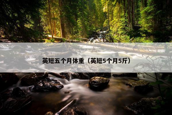 英短五个月体重（英短5个月5斤）