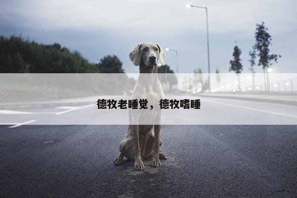 德牧老睡觉，德牧嗜睡