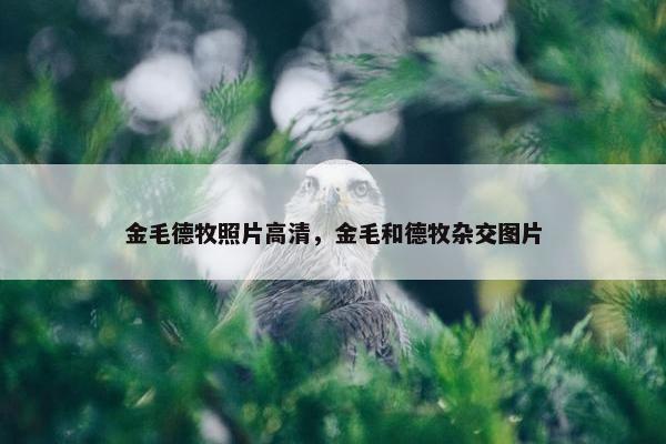 金毛德牧照片高清，金毛和德牧杂交图片