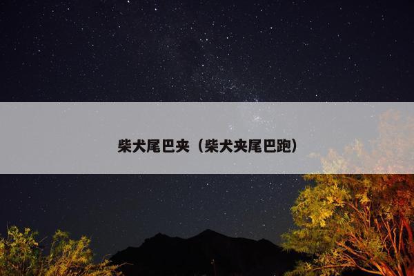 柴犬尾巴夹（柴犬夹尾巴跑）