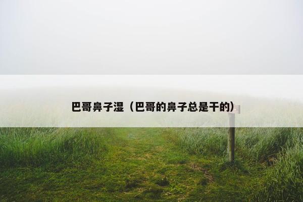 巴哥鼻子湿（巴哥的鼻子总是干的）