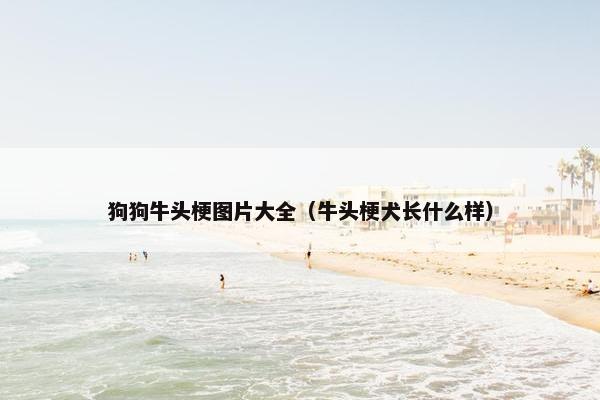 狗狗牛头梗图片大全（牛头梗犬长什么样）