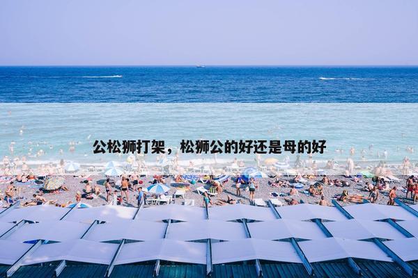 公松狮打架，松狮公的好还是母的好