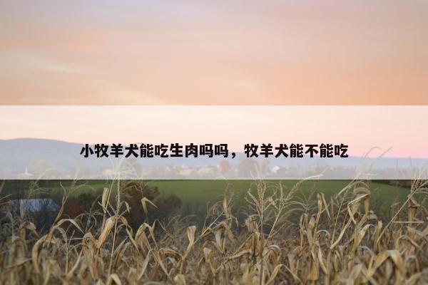 小牧羊犬能吃生肉吗吗，牧羊犬能不能吃