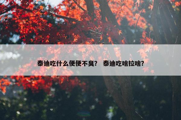 泰迪吃什么便便不臭？ 泰迪吃啥拉啥？