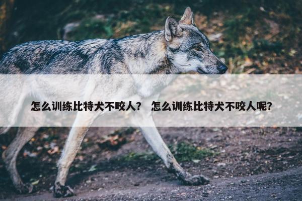 怎么训练比特犬不咬人? 怎么训练比特犬不咬人呢?