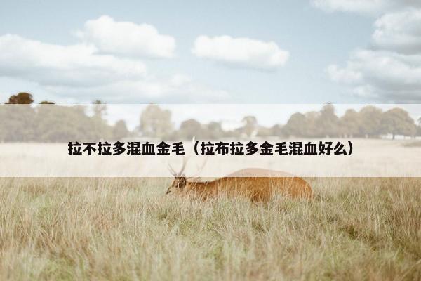 拉不拉多混血金毛（拉布拉多金毛混血好么）