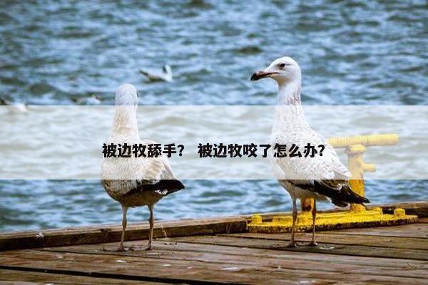 被边牧舔手？ 被边牧咬了怎么办？