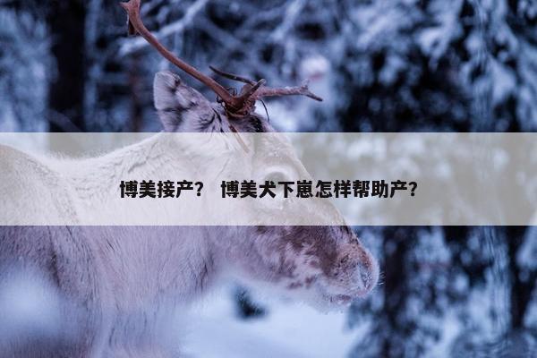 博美接产？ 博美犬下崽怎样帮助产？