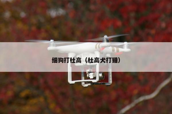 细狗打杜高（杜高犬打猎）