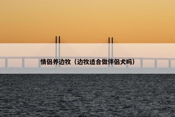 情侣养边牧（边牧适合做伴侣犬吗）