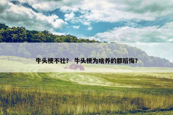 牛头梗不壮？ 牛头梗为啥养的都后悔？