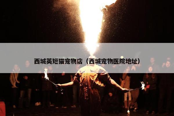 西城英短猫宠物店（西城宠物医院地址）