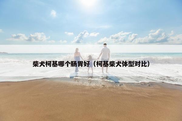 柴犬柯基哪个肠胃好(柯基柴犬体型对比)