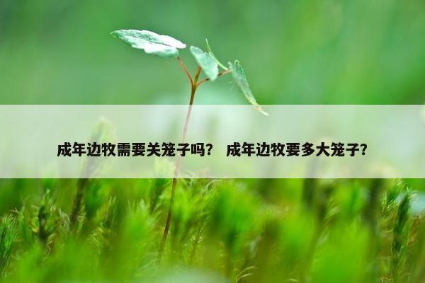 成年边牧需要关笼子吗？ 成年边牧要多大笼子？