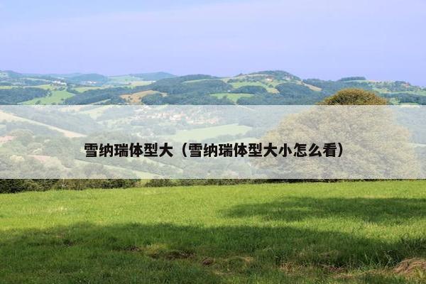 雪纳瑞体型大(雪纳瑞体型大小怎么看) 雪纳瑞体型大(雪纳瑞体型大小怎么看)