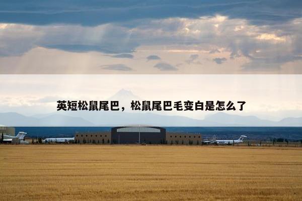 英短松鼠尾巴,松鼠尾巴毛变白是怎么了