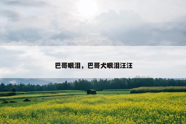 巴哥眼泪，巴哥犬眼泪汪汪