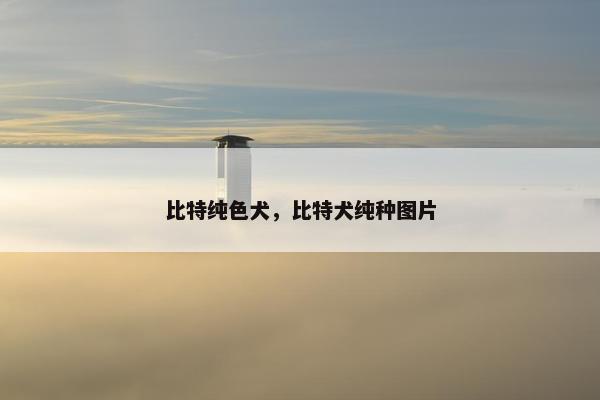 比特纯色犬，比特犬纯种图片