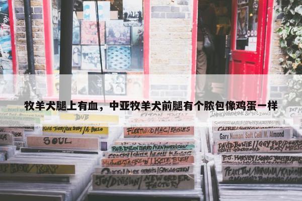 牧羊犬腿上有血,中亚牧羊犬前腿有个脓包像鸡蛋一样 牧羊犬腿上有血,中亚牧羊犬前腿有个脓包像鸡蛋一样