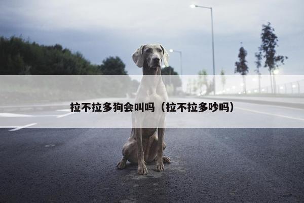 拉不拉多狗会叫吗（拉不拉多吵吗）