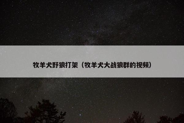 牧羊犬野狼打架（牧羊犬大战狼群的视频）