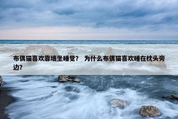 布偶猫喜欢靠墙坐睡觉？ 为什么布偶猫喜欢睡在枕头旁边？