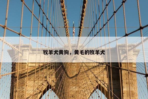 牧羊犬黄狗，黄毛的牧羊犬
