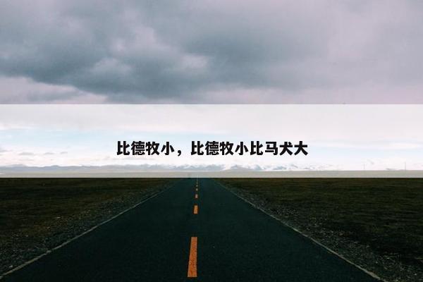 比德牧小，比德牧小比马犬大