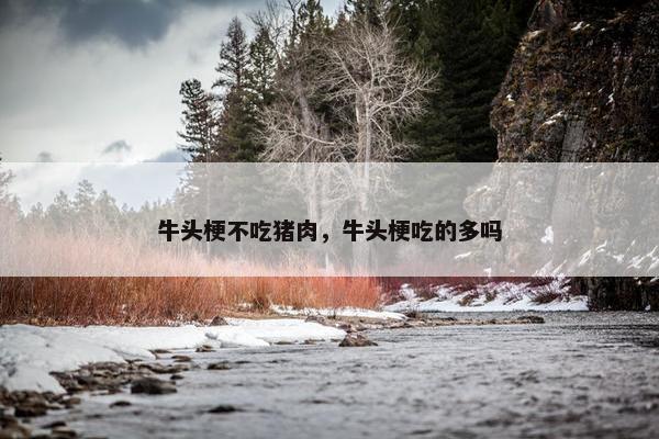 牛头梗不吃猪肉,牛头梗吃的多吗 牛头梗不吃猪肉,牛头梗吃的多吗