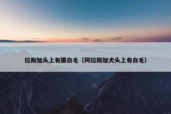 拉斯加头上有撮白毛（阿拉斯加犬头上有白毛）