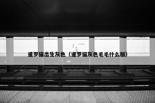 暹罗猫出生灰色（暹罗猫灰色毛毛什么版）