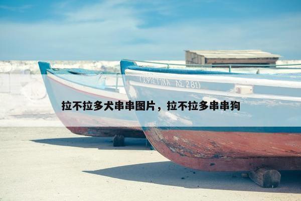 拉不拉多犬串串图片,拉不拉多串串狗