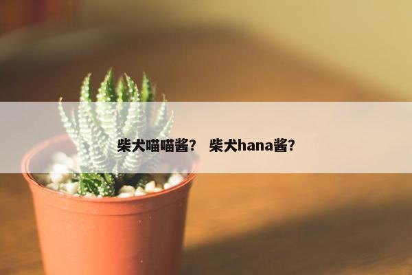 柴犬喵喵酱? 柴犬hana酱?