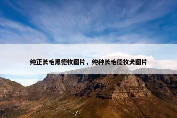 纯正长毛黑德牧图片,纯种长毛德牧犬图片